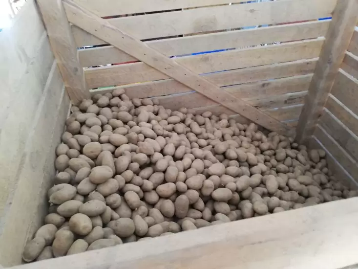 Sonstige Direktvermarktung: Saatkartoffel Annalena kaufen